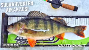 Read more about the article Suurahventen aikakausi – Mikä nosti kilon ahvenet kaikkien ulottuville?